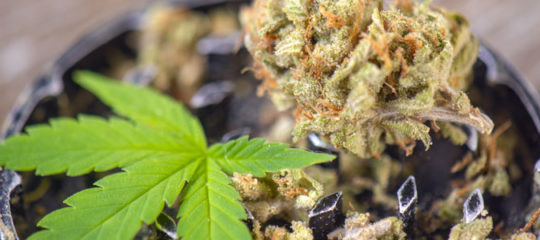 Fleurs de CBD
