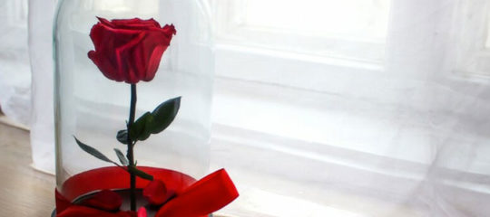 Rose éternelle